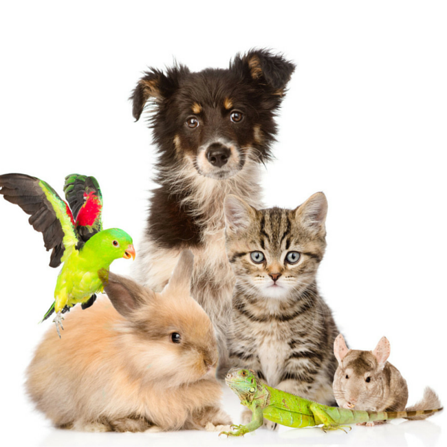 Happy Pets Info HAPPY PETS